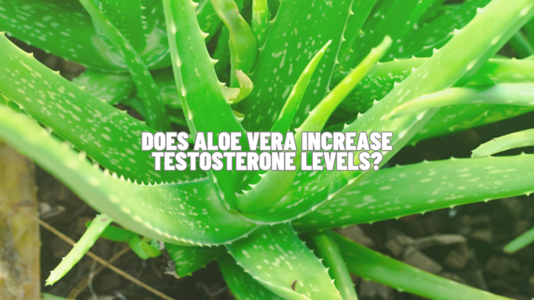 Does Aloe Vera Increase Testosterone Levels? Science To Know
