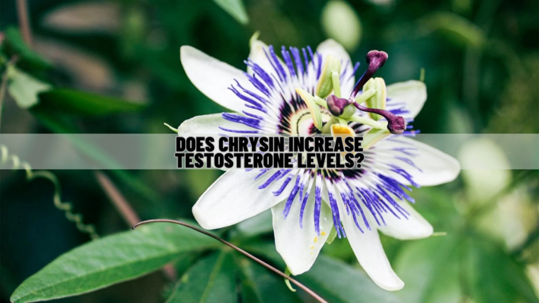 Does Chrysin Increase Testosterone Levels? Known Factors!